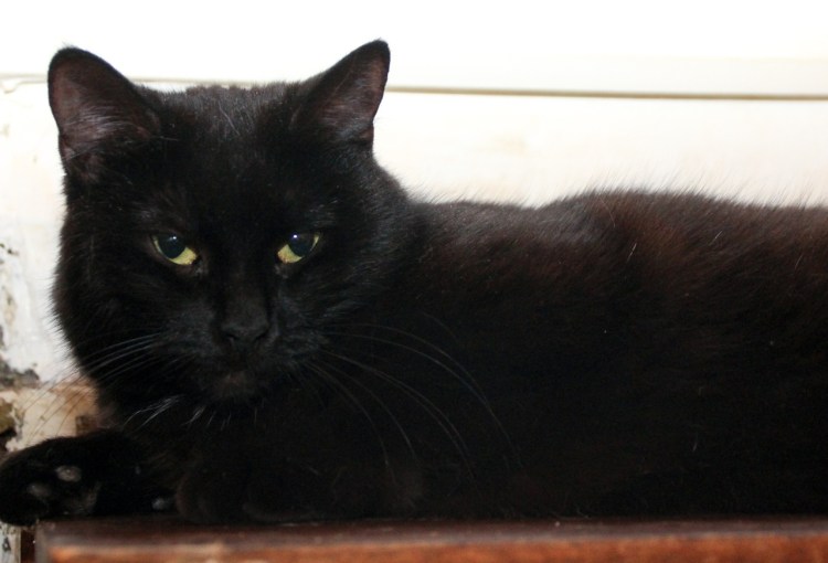 Кот Мейн кун черный дым