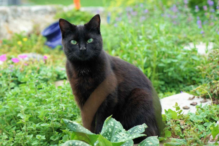 Шотландский скоттиш страйт черный