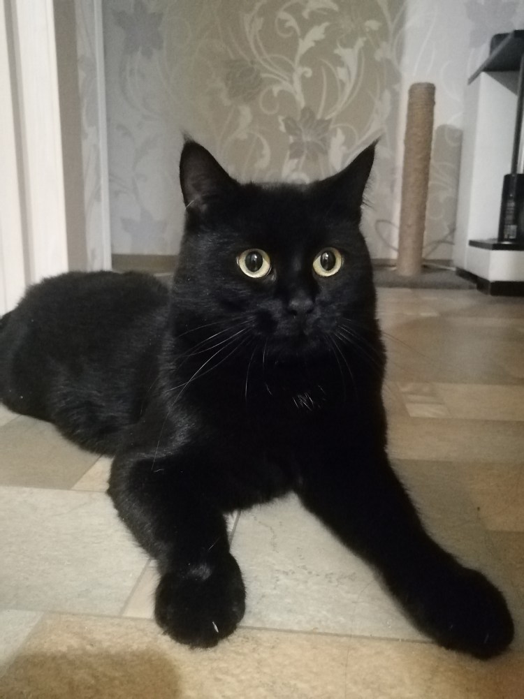 Черная кошка с белой грудкой