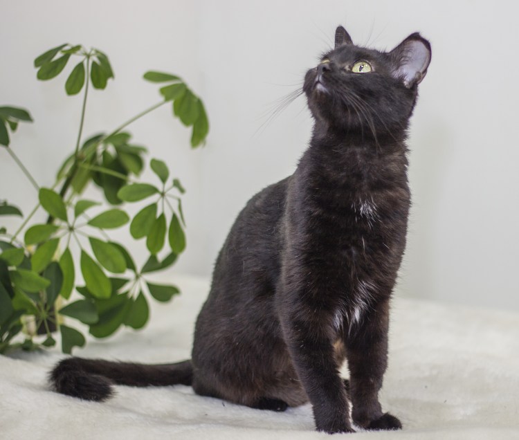 Скоттиш страйт черный метис