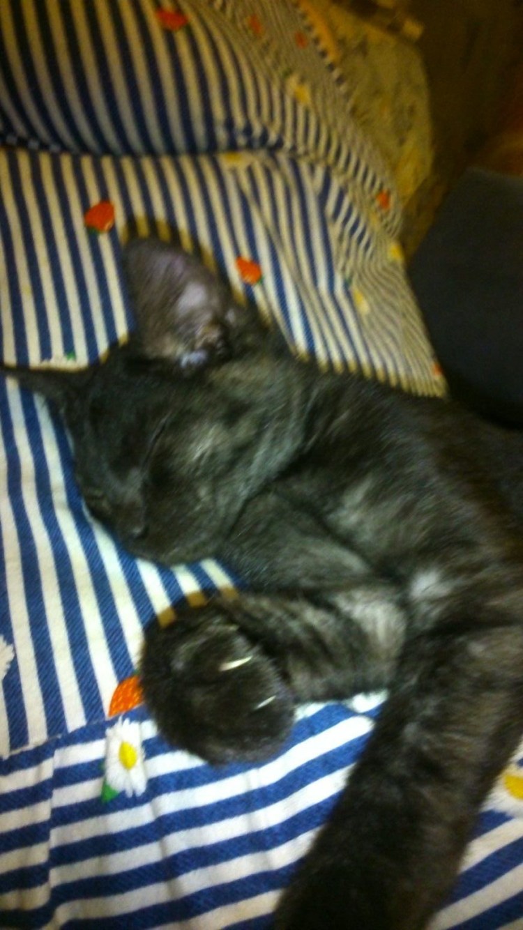 Шартрез кот черный