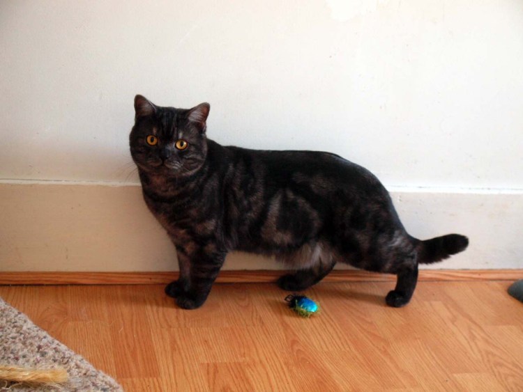 Шотландские котята прямоухие черные