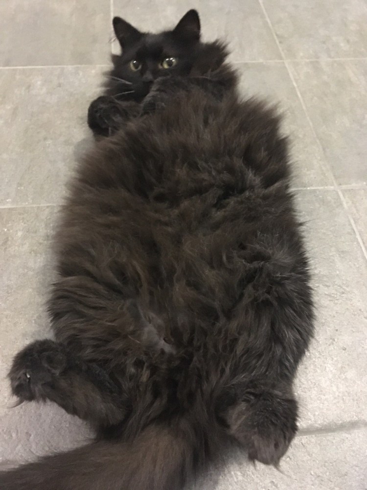Ангорский кот черный гладкошерстный