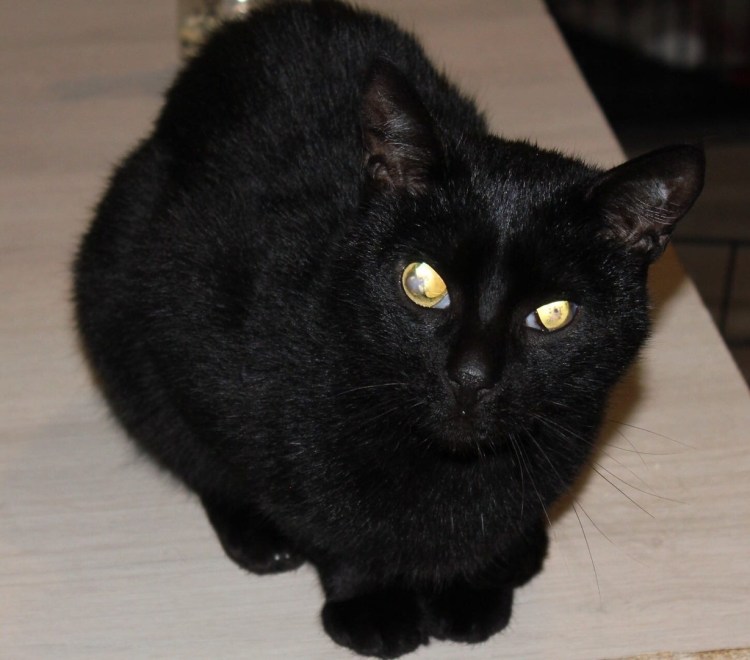 Кот окрас черный дым