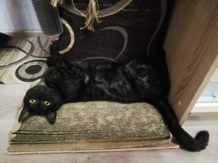 Порода кошек Бомбейская черная с белой грудкой