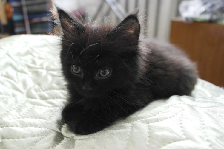 Черные Шотландские вислоухие котята