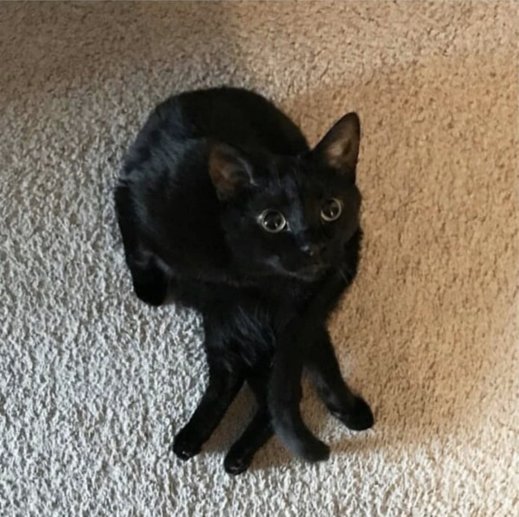 Черный полосатый котенок