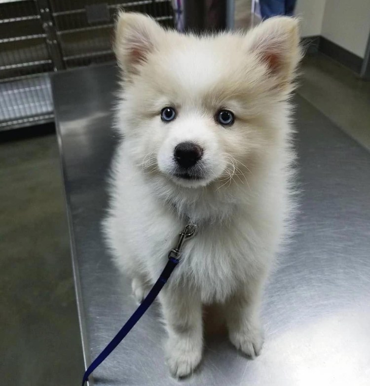 Помски собака белая