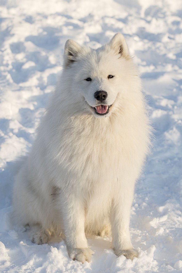 Хаски самоед