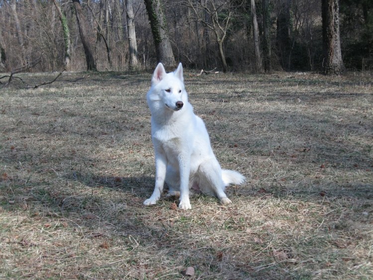 Белая лайка Западно Сибирская с волком