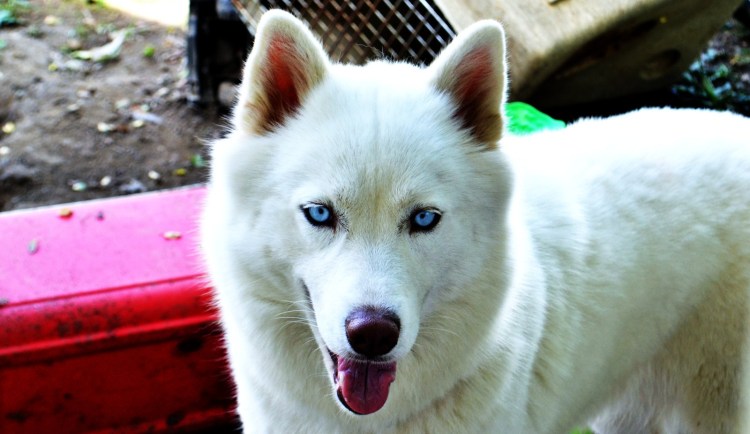 Маккензи Ривер хаски белый