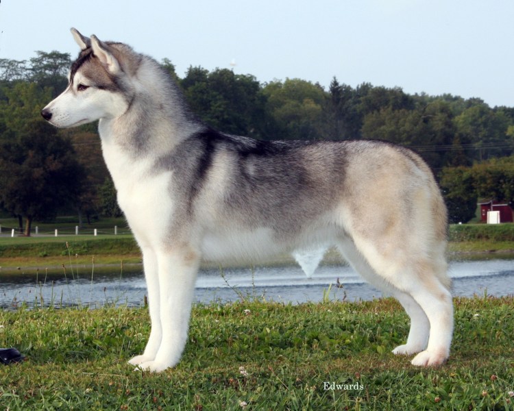 Сибирский хаски сбоку