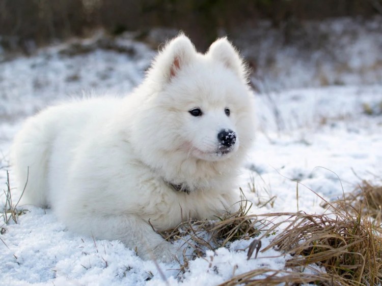 Лайка самоед