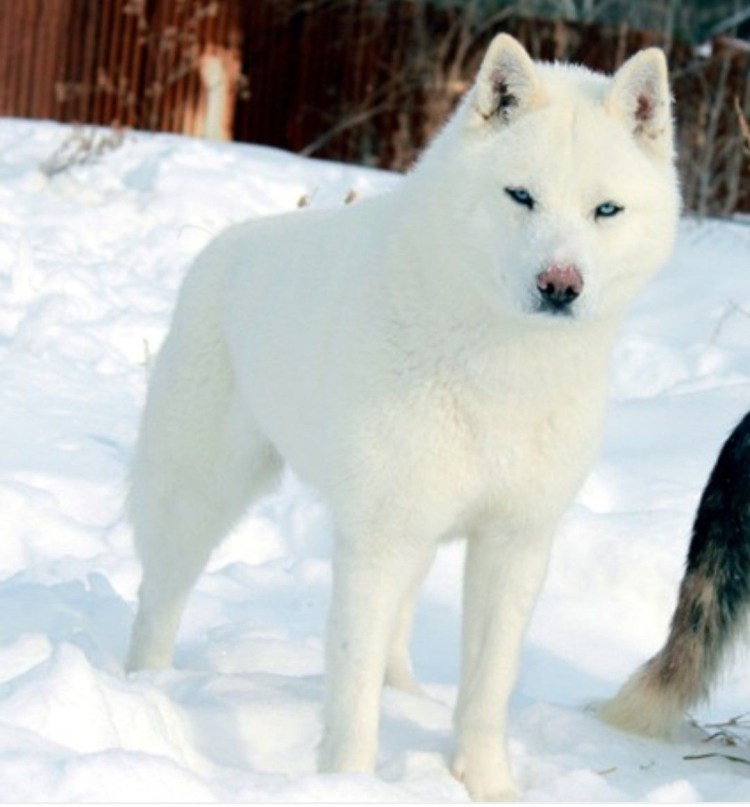 Белая лайка и хаски