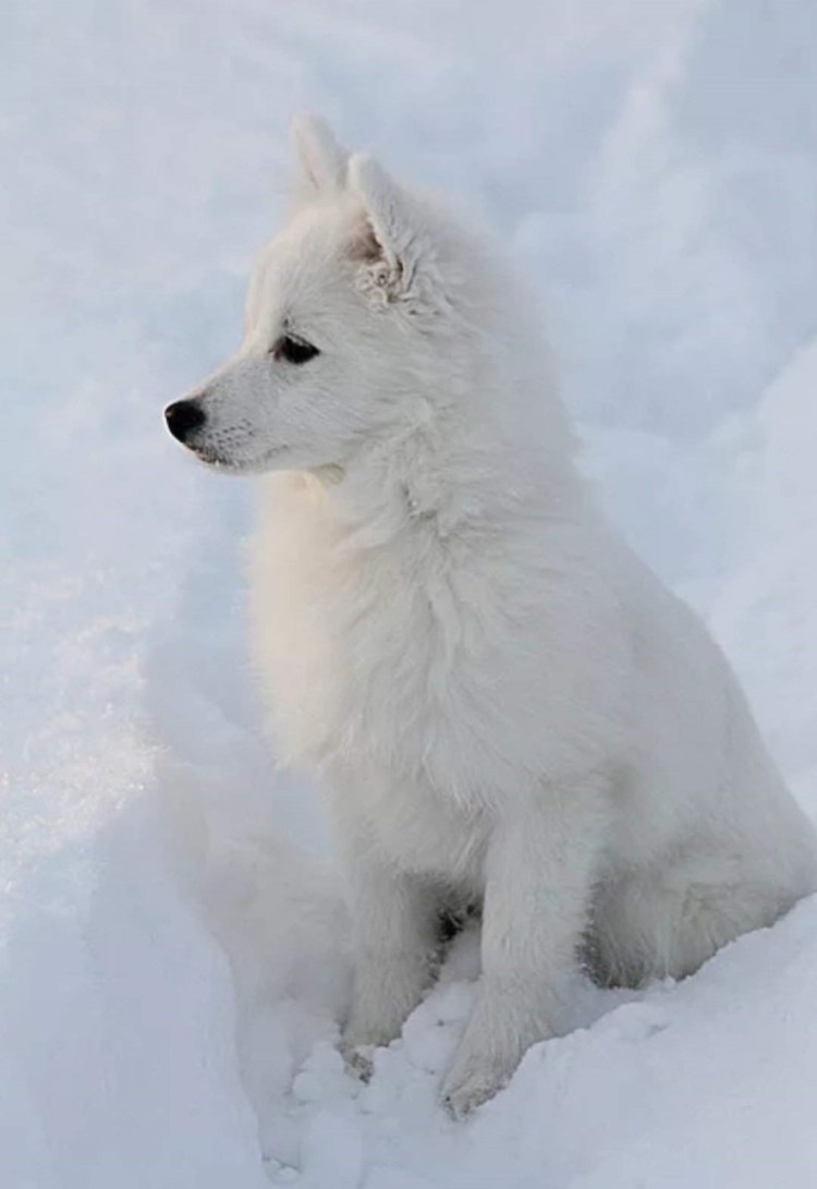 Самоед Волчья порода
