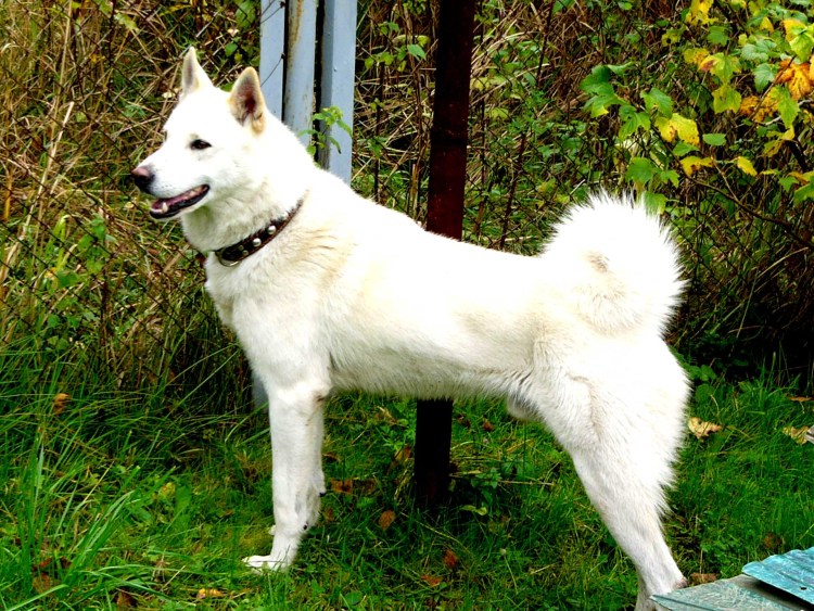 Западносибирская лайка белая