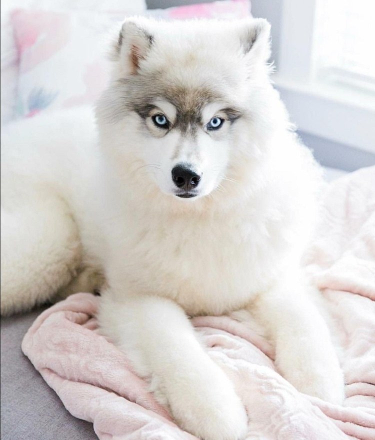 Хаски альбинос