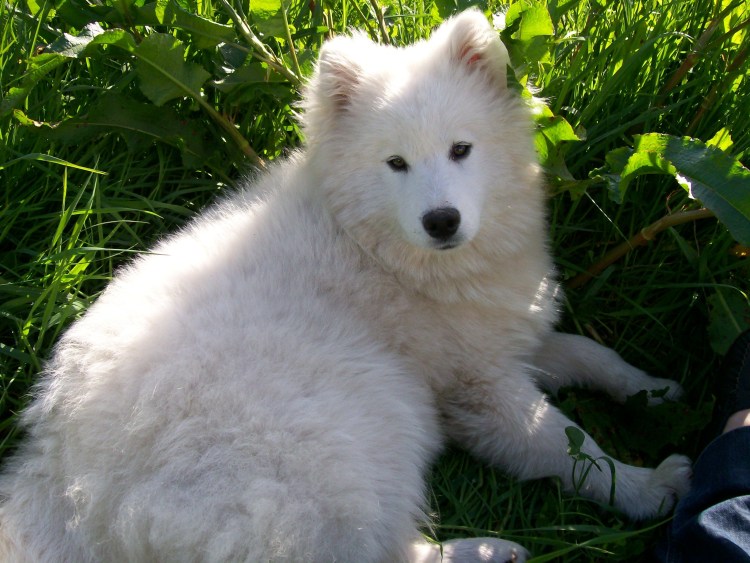 Самоедская овчарка
