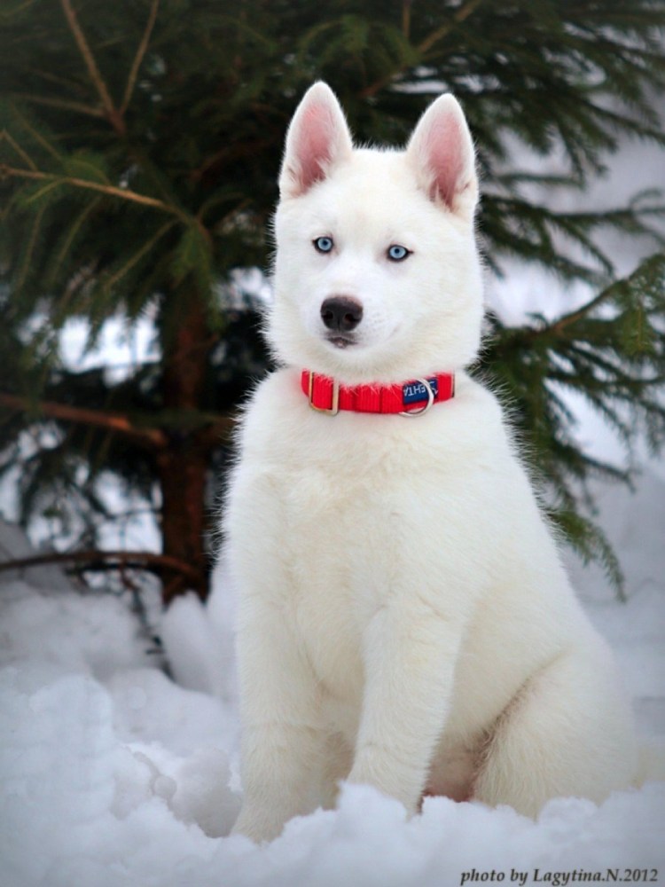 Среднеазиатская лайка