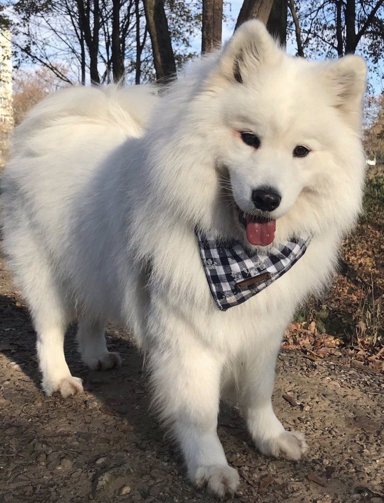 Сибирская лайка самоед