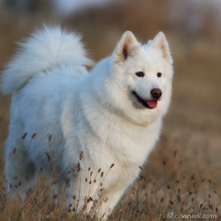 Самоедская лайка канадская