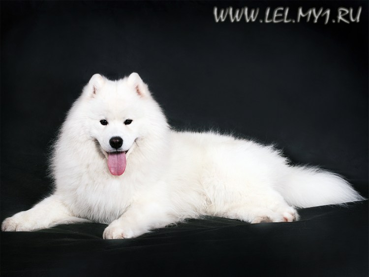 Порода собак самоед