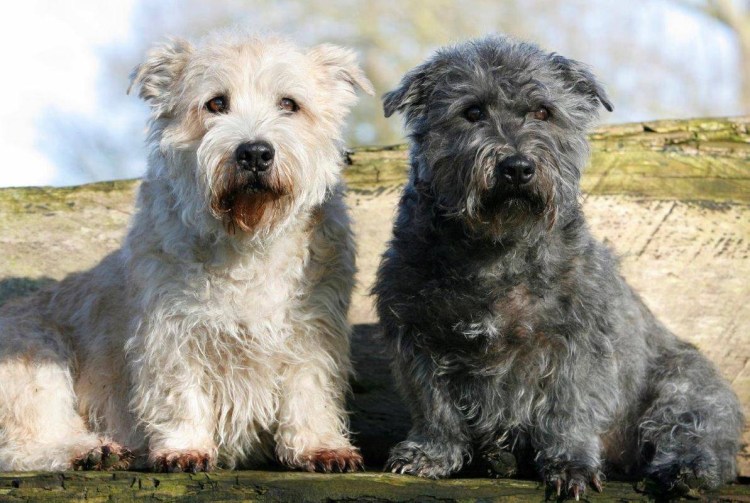 Корги пемброк