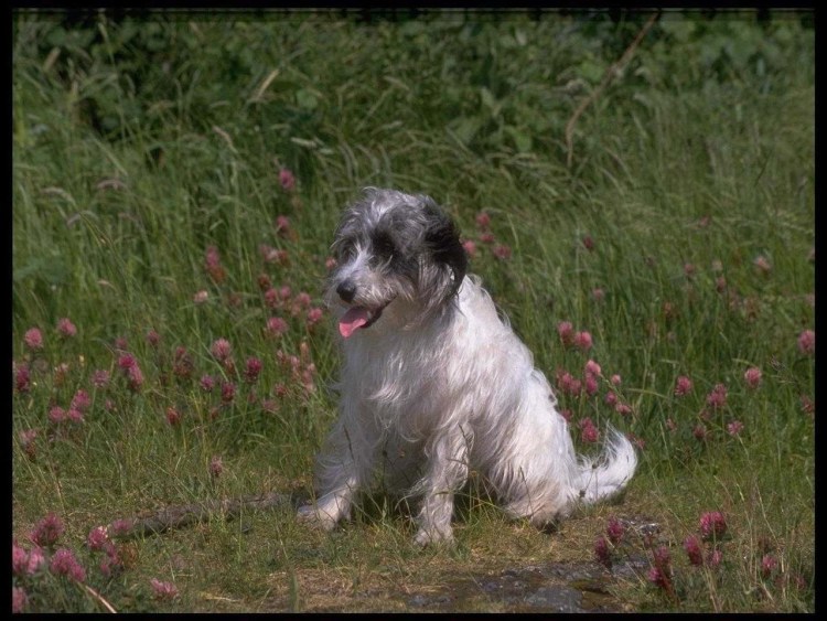 Стандарт боксера собаки