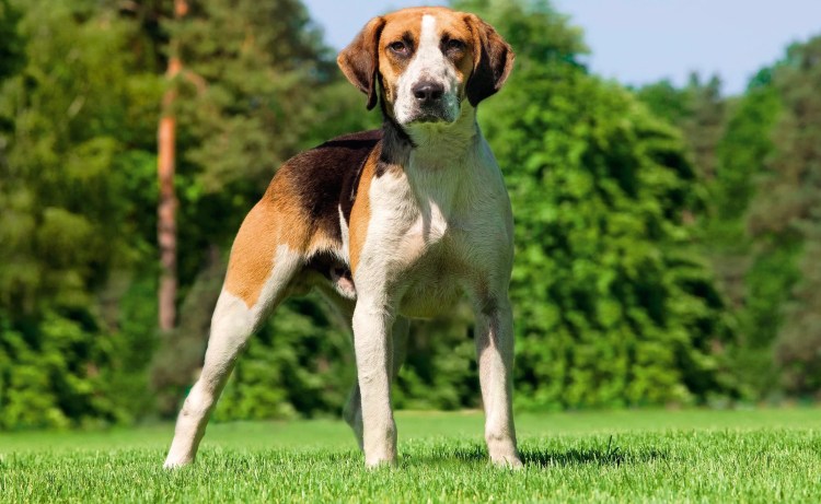 Кокер микро шнауцер