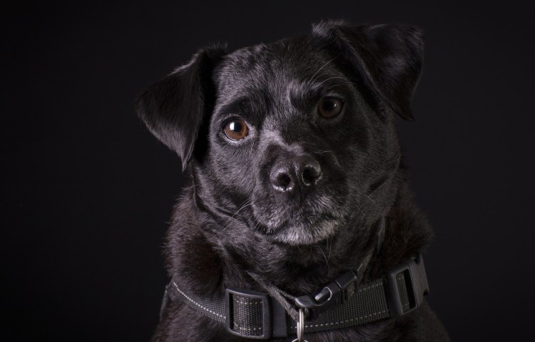 Бигль терьер шотландский