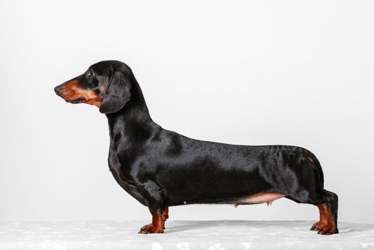 Бигль порода собаки Бигль