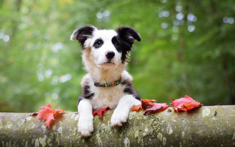 Кавалер Кинг Чарльз спаниель