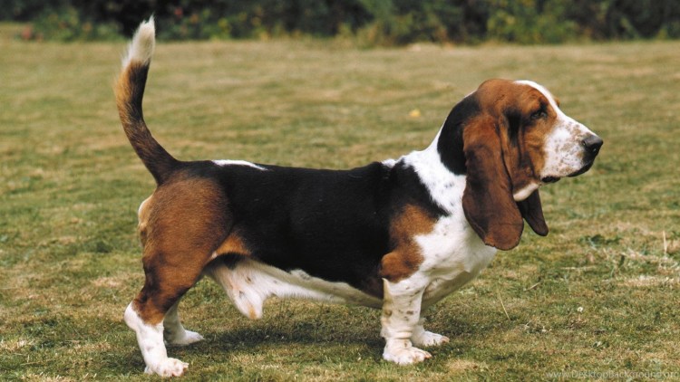 Дворянская порода собак