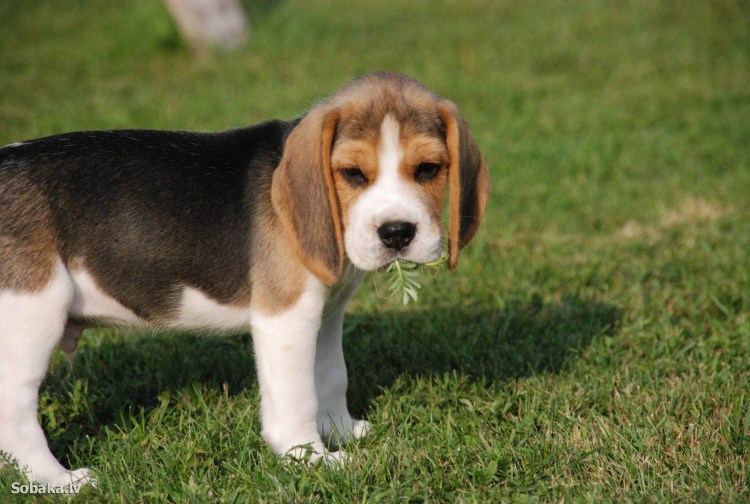 Пикуль порода собак