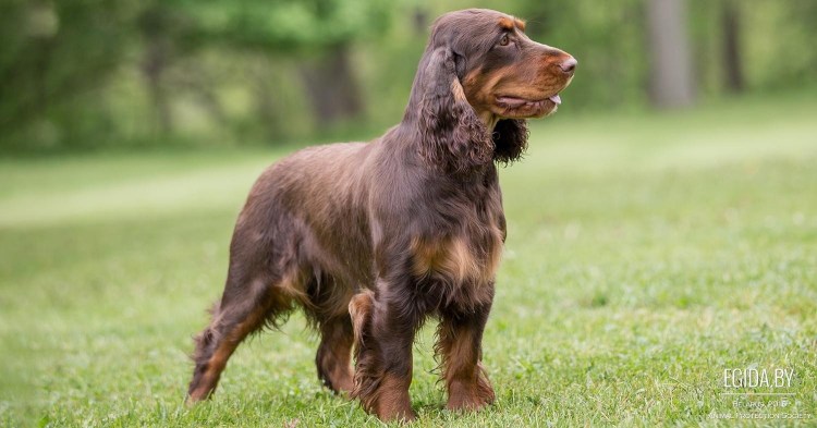 Порода вельш корги пемброк