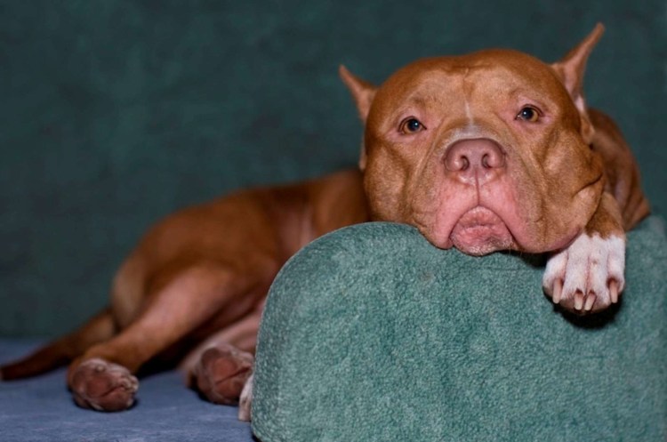 Порода собак лабрадудель