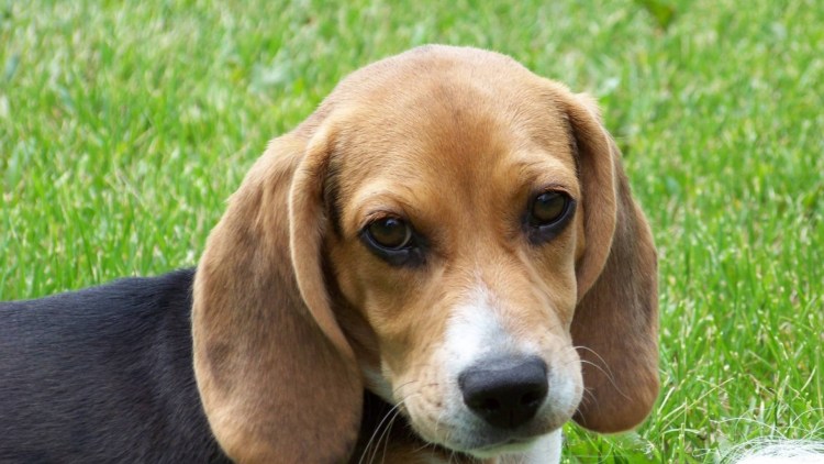 Американский булли покет стандарт