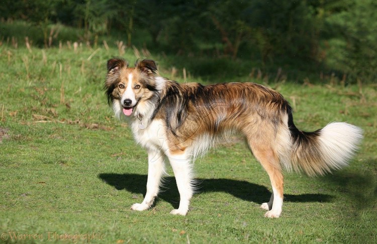 Бордер колли соболиный