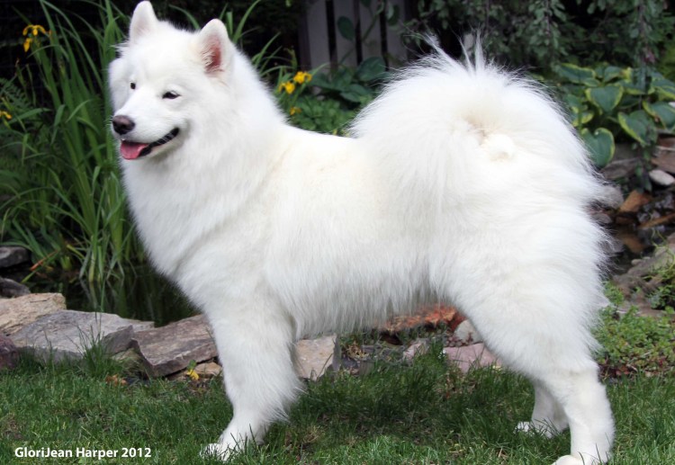 Белая пушистая собака порода