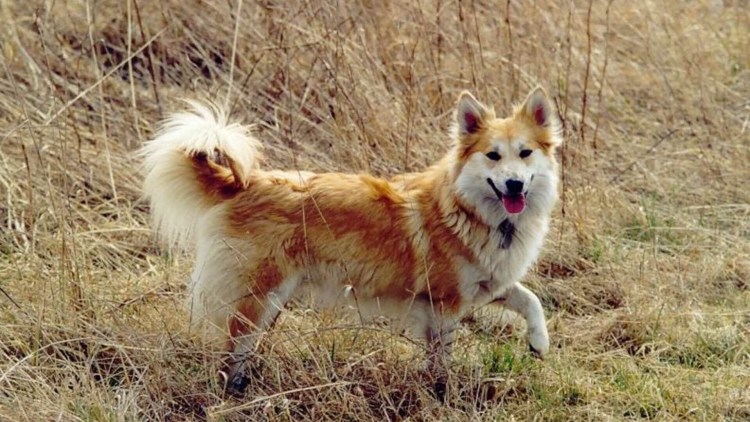 Пастушья Исландская