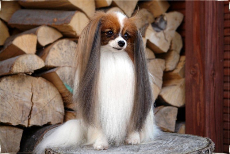 Маленькая длинношерстная собака