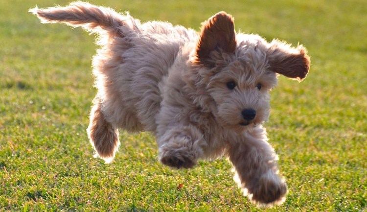 Лабрадудль щенки