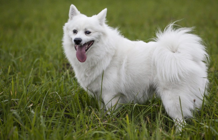 Вольпино итальяно порода собак