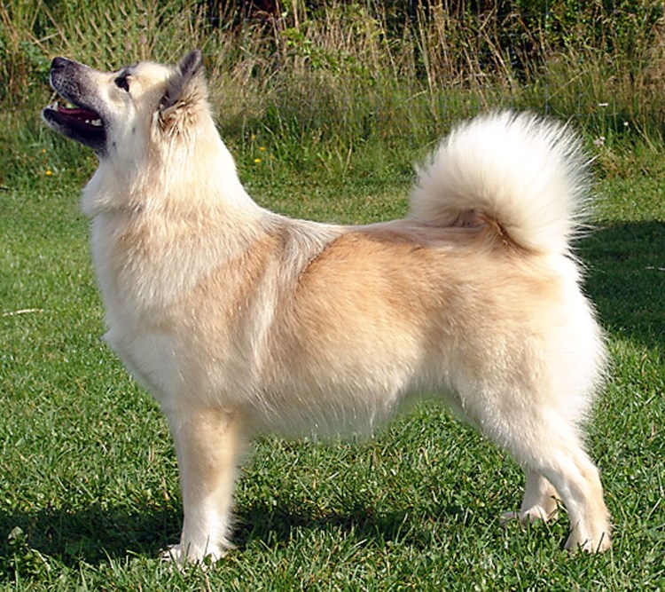 Исландская овчарка