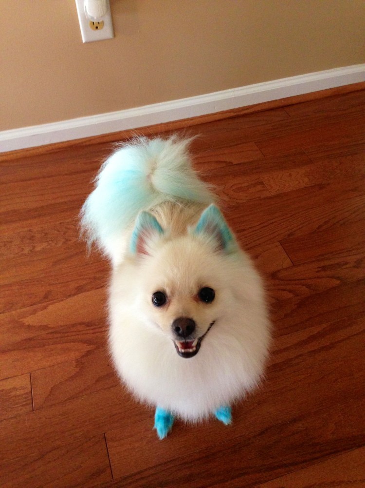 Белый шпиц с крашеным хвостом