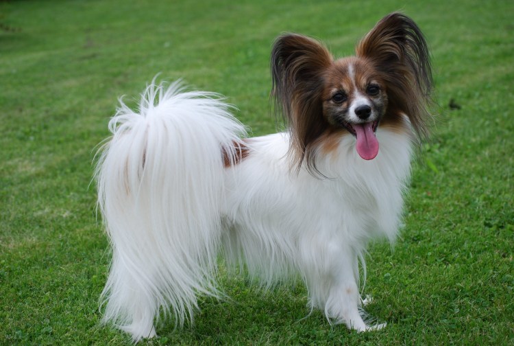 Континентальный той-спаниель фален