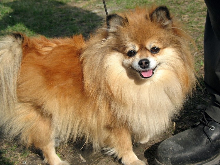 Померанский шпиц рыжий щенок