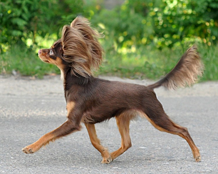 Русский той терьер длинношерстный