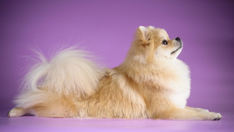 Померанский шпиц золотистый