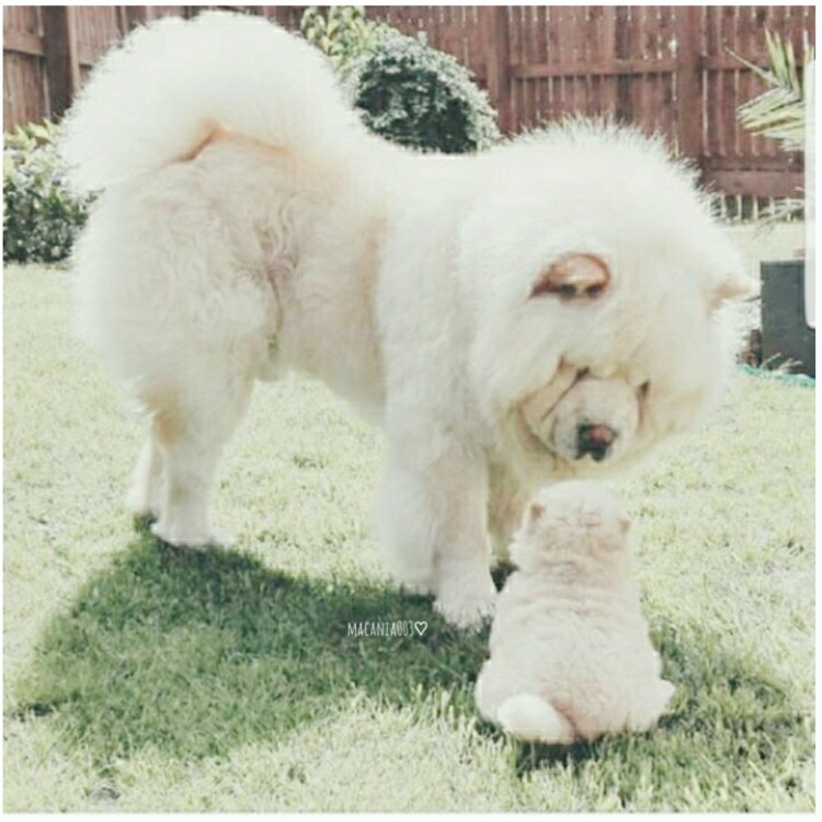 Чау чау белый пушистый